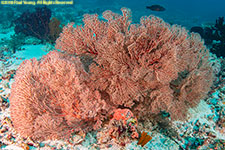 soft coral